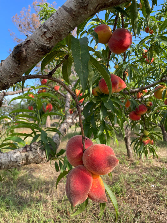 Organic Peaches from Wahl’s Peaches - 3lb